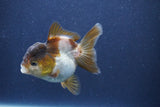 Short Body Thai Oranda  Panda 3.5 Inch (ID#1022To14b-78) Free2Day SHIPPING