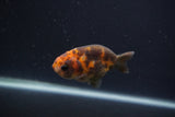 Baby Ranchu  Calico 3 Inch (ID#0107R9c-24) Free2Day SHIPPING