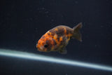 Baby Ranchu  Calico 3 Inch (ID#0107R9c-24) Free2Day SHIPPING