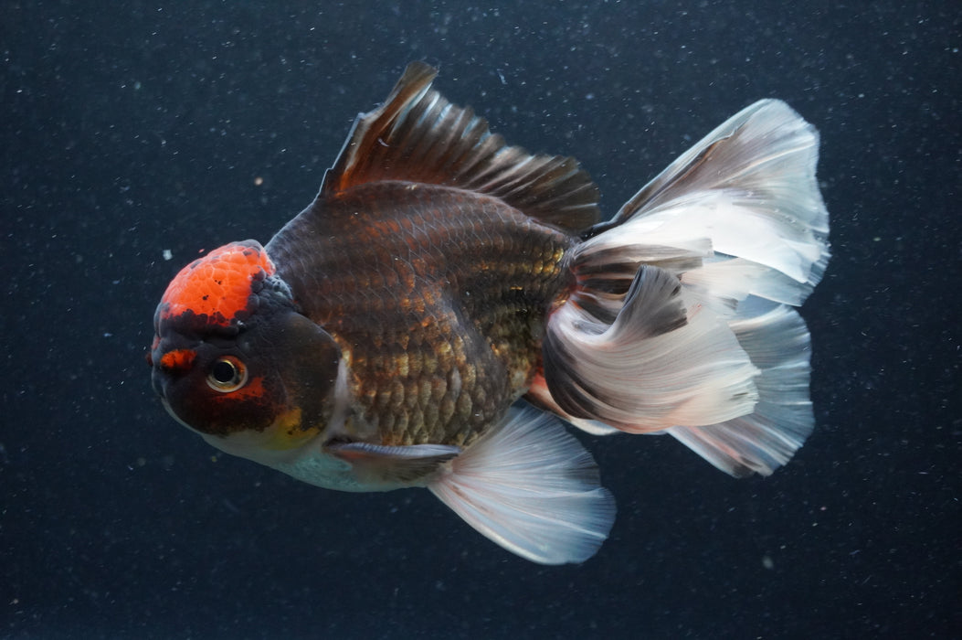 Thai Oranda  Tricolor 6 Inch (ID#415T6b-115)