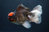 Thai Oranda  Tricolor 6 Inch (ID#415T6c-115)