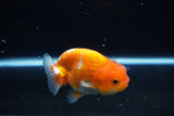 Juvenile Lionchu  Red White 4 Inch (ID#1115R11a-22) Free2Day SHIPPING