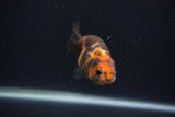 Baby Ranchu  Calico 3 Inch (ID#0107R9c-24) Free2Day SHIPPING