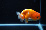 Juvenile Lionchu  Red White 4 Inch (ID#1115R11a-22) Free2Day SHIPPING