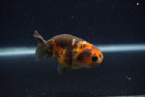 Baby Ranchu  Calico 3 Inch (ID#0107R9c-24) Free2Day SHIPPING