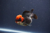 Short Body Thai Oranda  Tricolor 3 Inch (ID#1018To14b-77) Free2Day SHIPPING