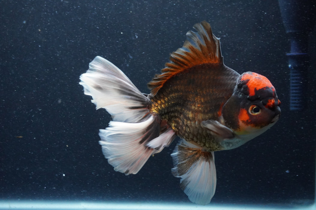 Thai Oranda  Tricolor 6 Inch (ID#415T6b-115)
