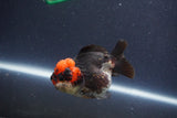 Short Body Thai Oranda  Tricolor 3 Inch (ID#1018To14b-77) Free2Day SHIPPING