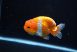 Juvenile Lionchu  Red White 4 Inch (ID#1115R11a-22) Free2Day SHIPPING