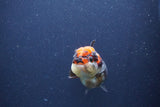 Short Body Thai Oranda  Tricolor 3 Inch (ID#1018To14b-77) Free2Day SHIPPING