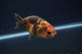 Baby Ranchu  Calico 3 Inch (ID#0107R9c-24) Free2Day SHIPPING