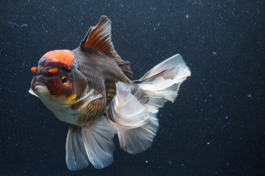 Thai Oranda  Tricolor 6 Inch (ID#415T6b-115)