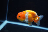 Juvenile Lionchu  Red White 4 Inch (ID#1115R11a-22) Free2Day SHIPPING