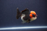 Short Body Thai Oranda  Tricolor 3 Inch (ID#1018To14b-77) Free2Day SHIPPING