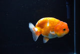 Juvenile Lionchu  Red White 4 Inch (ID#1115R11a-22) Free2Day SHIPPING