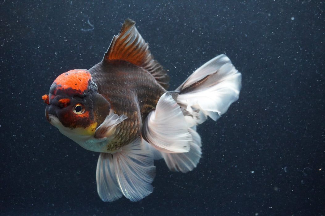 Thai Oranda  Tricolor 6 Inch (ID#415T6b-115)