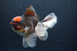 Thai Oranda  Tricolor 6 Inch (ID#415T6c-115)