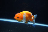 Juvenile Lionchu  Red White 4 Inch (ID#1115R11a-22) Free2Day SHIPPING