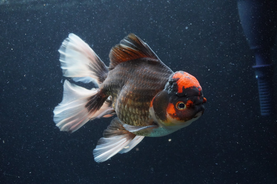 Thai Oranda  Tricolor 6 Inch (ID#415T6b-115)