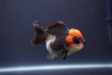 Short Body Thai Oranda  Tricolor 3 Inch (ID#1018To14b-77) Free2Day SHIPPING