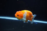 Juvenile Lionchu  Red White 4 Inch (ID#1115R11a-22) Free2Day SHIPPING