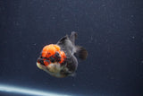 Short Body Thai Oranda  Tricolor 3 Inch (ID#1018To14b-77) Free2Day SHIPPING