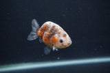 Baby Ranchu  Calico 3 Inch (ID#0107R9c-25) Free2Day SHIPPING