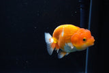 Juvenile Lionchu  Red White 4 Inch (ID#1115R11a-22) Free2Day SHIPPING