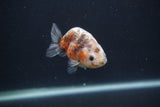 Baby Ranchu  Calico 3 Inch (ID#0107R9c-25) Free2Day SHIPPING