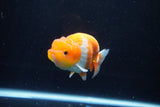 Juvenile Lionchu  Red White 4 Inch (ID#1115R11a-22) Free2Day SHIPPING