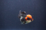 Short Body Thai Oranda  Tricolor 3 Inch (ID#1018To14b-77) Free2Day SHIPPING