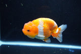 Juvenile Lionchu  Red White 4 Inch (ID#1115R11a-22) Free2Day SHIPPING