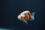 Baby Ranchu  Calico 3 Inch (ID#0107R9c-25) Free2Day SHIPPING