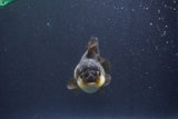 Short Body Thai Oranda  Panda 3 Inch (ID#1018To14b-78) Free2Day SHIPPING