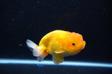 Juvenile Lionchu  Red White 4 Inch (ID#1115R11a-23) Free2Day SHIPPING