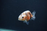 Baby Ranchu  Calico 3 Inch (ID#0107R9c-25) Free2Day SHIPPING