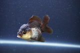 Short Body Thai Oranda  Panda 3 Inch (ID#1018To14b-78) Free2Day SHIPPING