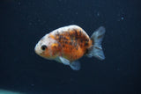 Baby Ranchu  Calico 3 Inch (ID#0107R9c-25) Free2Day SHIPPING