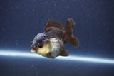 Short Body Thai Oranda  Panda 3 Inch (ID#1018To14b-78) Free2Day SHIPPING