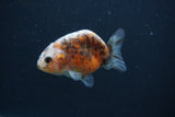 Baby Ranchu  Calico 3 Inch (ID#0107R9c-25) Free2Day SHIPPING