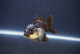 Short Body Thai Oranda  Panda 3 Inch (ID#1018To14b-78) Free2Day SHIPPING