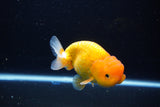 Juvenile Lionchu  Red White 4 Inch (ID#1115R11a-23) Free2Day SHIPPING