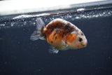 Baby Ranchu  Calico 3 Inch (ID#0107R9c-25) Free2Day SHIPPING