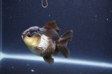 Short Body Thai Oranda  Panda 3 Inch (ID#1018To14b-78) Free2Day SHIPPING