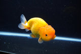 Juvenile Lionchu  Red White 4 Inch (ID#1115R11a-23) Free2Day SHIPPING