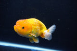 Juvenile Lionchu  Red White 4 Inch (ID#1115R11a-23) Free2Day SHIPPING