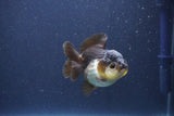 Short Body Thai Oranda  Panda 3 Inch (ID#1018To14b-78) Free2Day SHIPPING