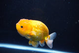 Juvenile Lionchu  Red White 4 Inch (ID#1115R11a-23) Free2Day SHIPPING