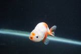 Baby Ranchu  Sakura 3 Inch (ID#0107R9c-26) Free2Day SHIPPING