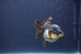 Short Body Thai Oranda  Panda 3 Inch (ID#1018To14b-78) Free2Day SHIPPING